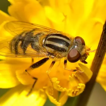 Parhelophilus consimilis (Malm, 1860):80