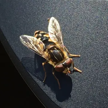 Parhelophilus flavifacies (Bigot, 1884):344