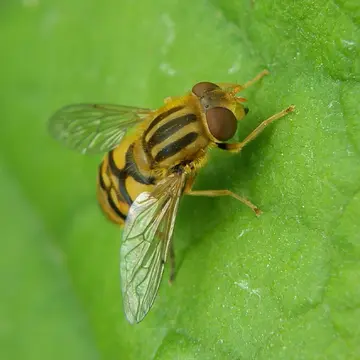 Parhelophilus frutetorum (Fabricius, 1775):765