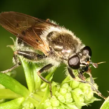 Brachypalpus oarus (Walker, 1849):558
