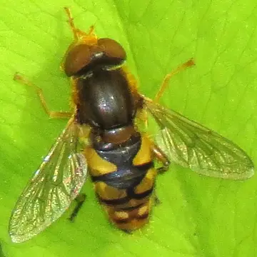 Parhelophilus obsoletus (Loew, 1863):314