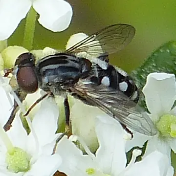 Parhelophilus porcus (Walker, 1849):554