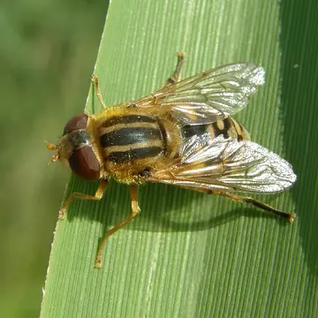 Parhelophilus versicolor (Fabricius, 1794):283