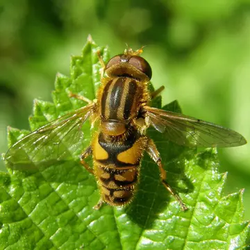Parhelophilus versicolor (Fabricius, 1794):283