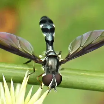 Pelecinobaccha costata (Say, 1829):161