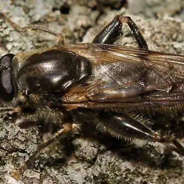 Brachypalpus oarus (Walker, 1849):558