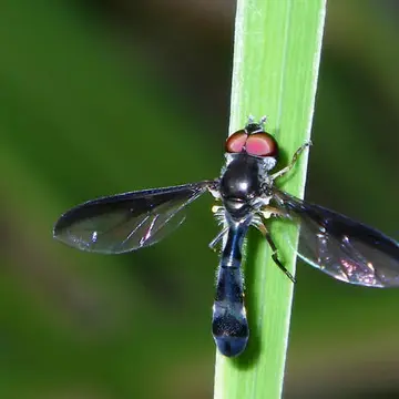Pelecinobaccha costata (Say, 1829):161