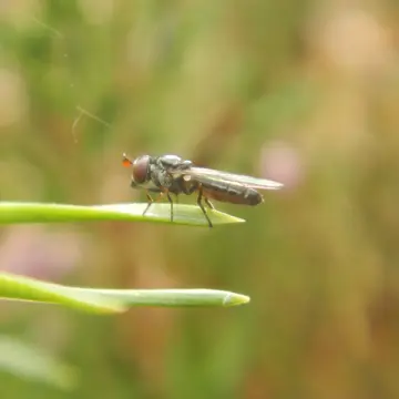 Pelecocera (Chamaesyrphus) lusitanica Mik, 1898:143