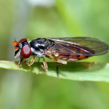 Pelecocera (Chamaesyrphus) scaevoides (Fallén, 1817):35