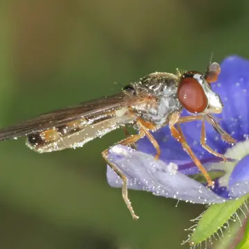 Pelecocera (Chamaesyrphus) scaevoides (Fallén, 1817):35