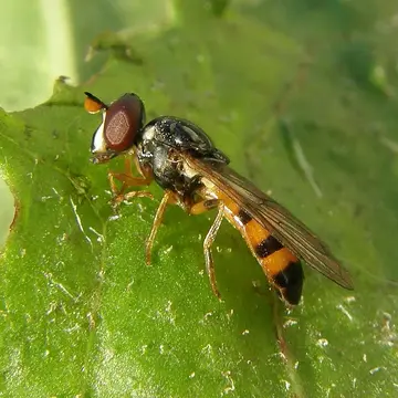 Pelecocera tricincta Meigen, 1822:340