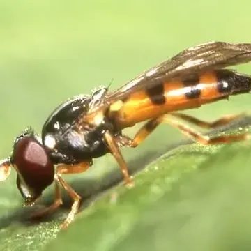 Pelecocera tricincta Meigen, 1822:340