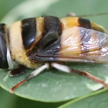 Phytomia natalensis (Macquart, 1850):438