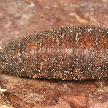 Brachypalpus oarus (Walker, 1849):558