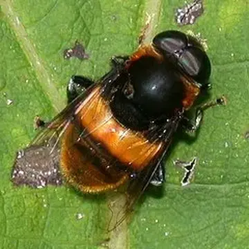 Phytomia zonata (Fabricius, 1787):337