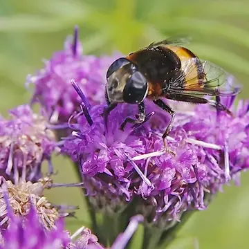 Phytomia zonata (Fabricius, 1787):337