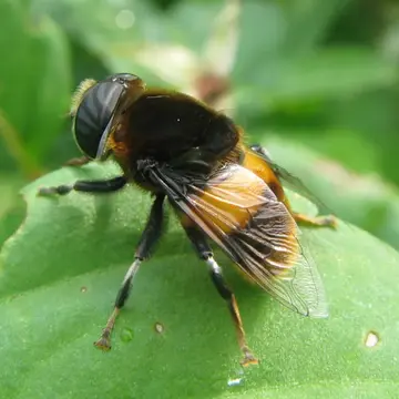 Phytomia zonata (Fabricius, 1787):337
