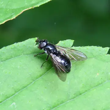 Pipiza bimaculata Meigen, 1822:246