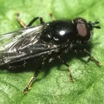Pipiza bimaculata Meigen, 1822:246