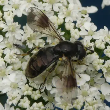 Pipiza lugubris (Fabricius, 1775):770