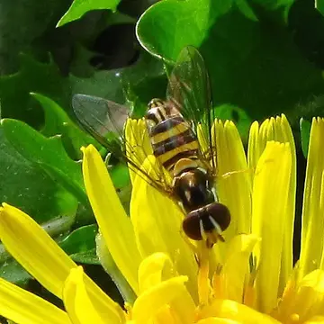 Allograpta obliqua dejongi Doesburg, 1958:44