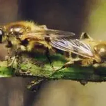 Brachypalpus valgus (Panzer, 1798):7