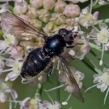 Pipiza lugubris (Fabricius, 1775):770