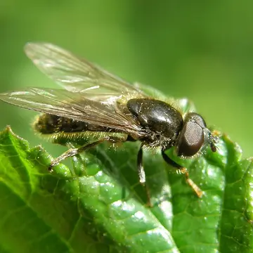 Pipiza luteitarsis Zetterstedt, 1843:828