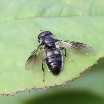 Pipiza noctiluca (Linnaeus, 1758):593