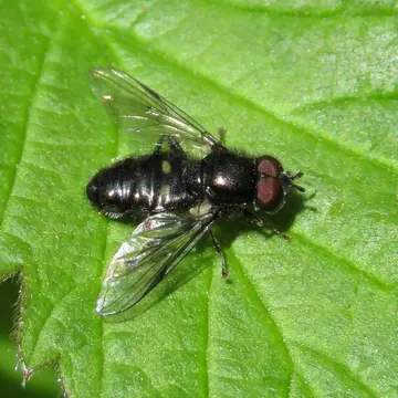 Pipiza noctiluca (Linnaeus, 1758):593