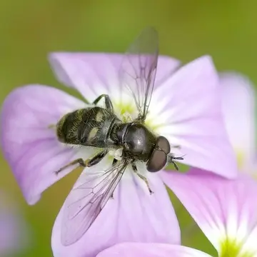 Pipiza noctiluca (Linnaeus, 1758):593