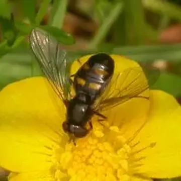 Pipiza quadrimaculata (Panzer, 1802):19