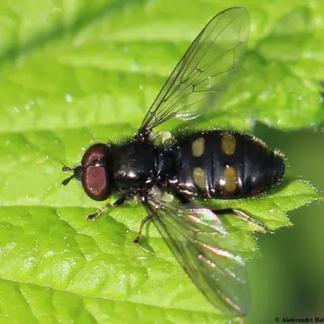 Pipiza quadrimaculata (Panzer, 1802):19