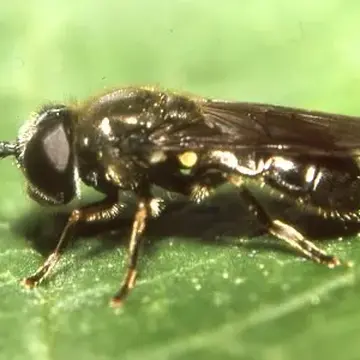 Pipizella viduata (Linnaeus, 1758):598