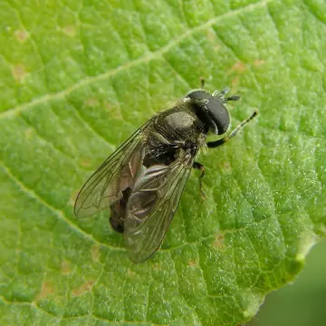 Pipizella viduata (Linnaeus, 1758):598