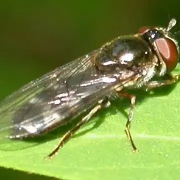 Platycheirus albimanus (Fabricius, 1781):434