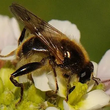 Brachypalpus valgus (Panzer, 1798):7