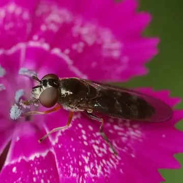 Platycheirus albimanus (Fabricius, 1781):434