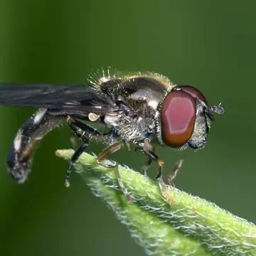 Platycheirus albimanus (Fabricius, 1781):434
