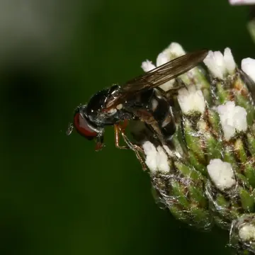 Platycheirus albimanus (Fabricius, 1781):434