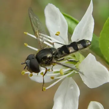 Platycheirus ambiguum (Fallén, 1817):47