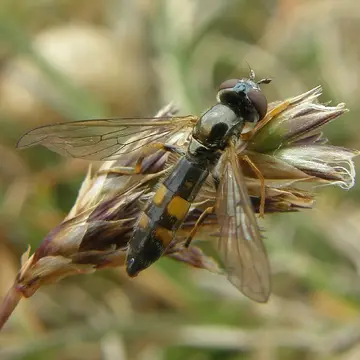 Platycheirus angustatus (Zetterstedt, 1843):762