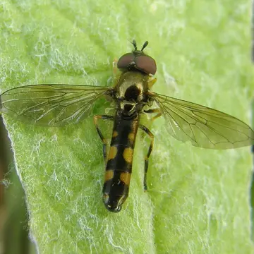 Platycheirus angustatus (Zetterstedt, 1843):762
