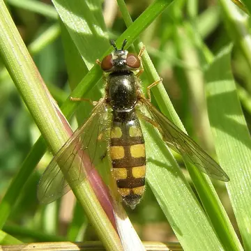 Platycheirus clypeatus (Meigen, 1822):335