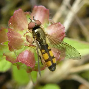 Platycheirus clypeatus (Meigen, 1822):335