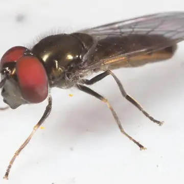 Platycheirus (Carposcalis) confusus (Curran, 1925):113