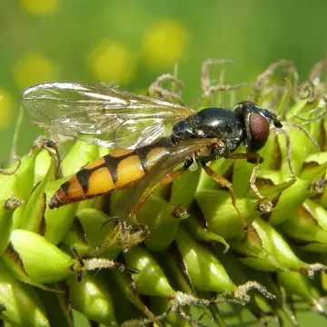 Platycheirus fulviventris (Macquart, 1829):229