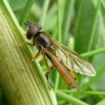 Platycheirus fulviventris (Macquart, 1829):229