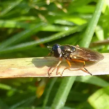Pyrophaena granditarsis (Forster, 1771):99