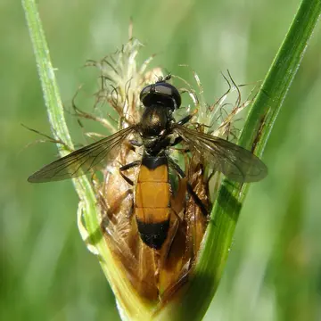 Pyrophaena granditarsis (Forster, 1771):99
